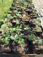 Aardbeiplantjes, Tuin en Terras, Planten | Fruitbomen, Ophalen, Minder dan 100 cm, Lente, Overige soorten