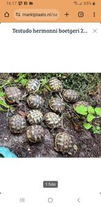 Testudo hermanni boetgeri cb 2025, Dieren en Toebehoren, Schildpad