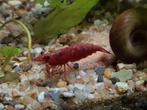 Vuurgarnalen, Dieren en Toebehoren, Vissen | Aquariumvissen