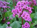 bergenia of schoenlappersplant groenblijvend pot, Tuin en Terras, Winter, Ophalen