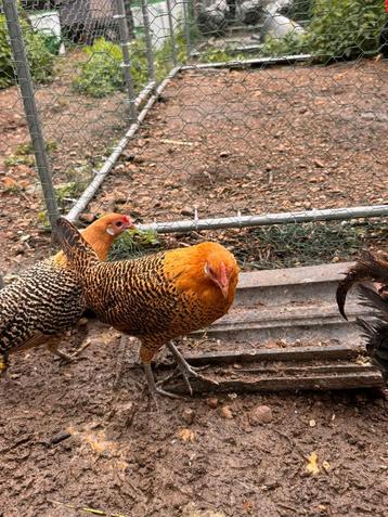 Assendelfter x Friese hoen hen 🐓 beschikbaar voor biedingen