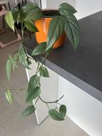 Belle plante suspendue saine 8,00€, Enlèvement