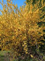 Plant/ boompje Forthytia, Ophalen