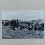 Oude postkaart van Harre, Ophalen of Verzenden