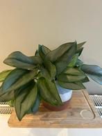 Kamerplanten met pot (en extra potten), Huis en Inrichting, Kamerplanten, Ophalen, In pot