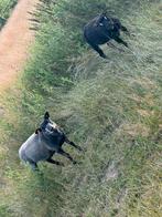Jaarling texel ooien te koop, Dieren en Toebehoren, Schapen, Geiten en Varkens, Vrouwelijk, Schaap, 0 tot 2 jaar
