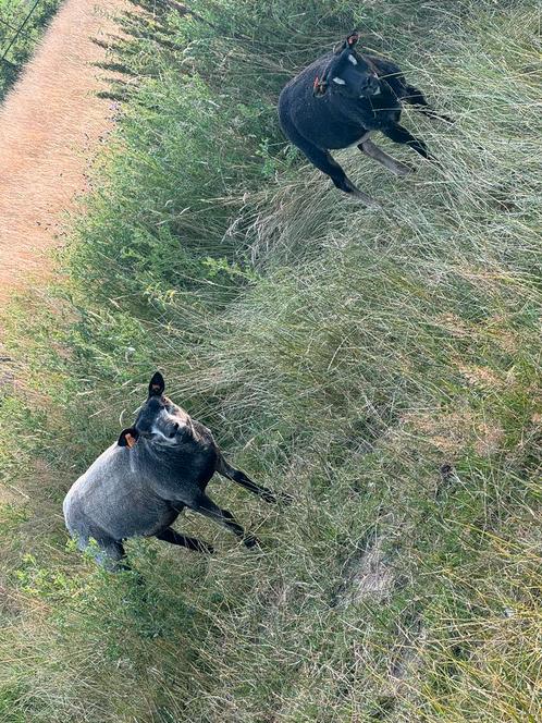 Jaarling texel ooien te koop, Dieren en Toebehoren, Schapen, Geiten en Varkens, Schaap, Vrouwelijk, 0 tot 2 jaar