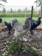 Brahma groothoender wit blauwcolumbia, Mannelijk, Kip