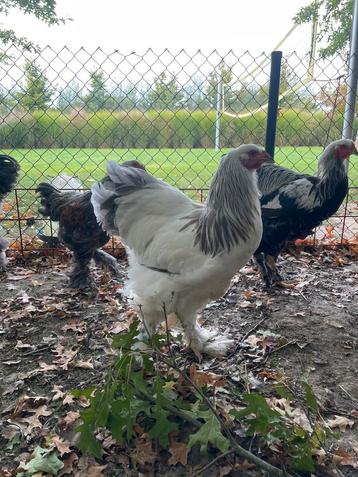 Brahma groothoender wit blauwcolumbia beschikbaar voor biedingen