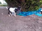 4 geiten, Dieren en Toebehoren, Schapen, Geiten en Varkens