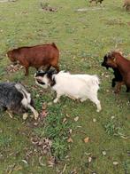 2 micro mini geitenbokjes, extra klein, Dieren en Toebehoren, Schapen, Geiten en Varkens