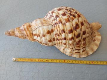 schelp (Tritonis ?) 34cm lang beschikbaar voor biedingen