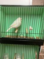 Gloster consort, Dieren en Toebehoren, Vogels | Kanaries, Mannelijk, Postuurkanarie