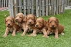 Prachtige Cockapoo pups (abrikoos en rood), Dieren en Toebehoren, Honden | Retrievers, Spaniëls en Waterhonden, België, Overige rassen