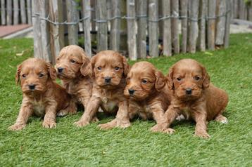Prachtige Cockapoo pups (abrikoos en rood) beschikbaar voor biedingen