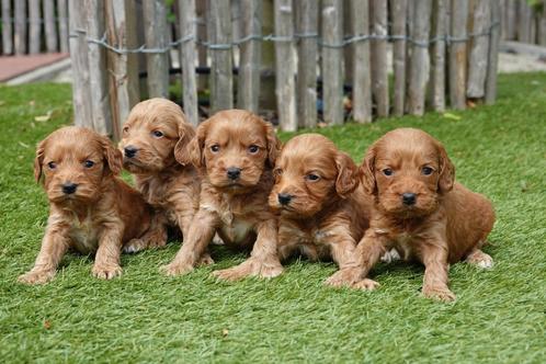 Prachtige Cockapoo pups (abrikoos en rood), Dieren en Toebehoren, Honden | Retrievers, Spaniëls en Waterhonden, Meerdere dieren