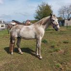 Super mooie lusitano ruin ., Ruin, M