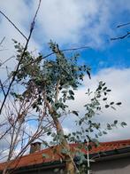 Eucalyptus bladeren, Ophalen