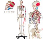 Anatomisch skelet, Diversen, Schoolbenodigdheden, Ophalen, Zo goed als nieuw