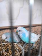 Bewezen koppel grasparkieten, Dieren en Toebehoren, Vogels | Parkieten en Papegaaien