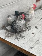 2 jonge hanen!, Dieren en Toebehoren, Pluimvee