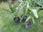 Palmboom thracycarpus fortunei, Tuin en Terras, Planten | Tuinplanten, Ophalen