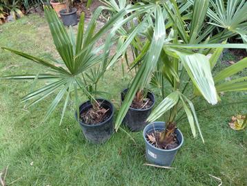 Palmboom thracycarpus fortunei   beschikbaar voor biedingen