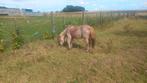 Pony merrie 1meter, Dieren en Toebehoren, Merrie