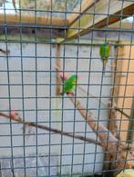 Swiftparkietjes., Dieren en Toebehoren, Meerdere dieren, Parkiet, Geringd