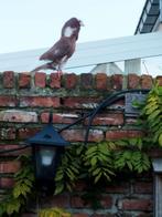 Hollandse kapucijners, Dieren en Toebehoren, Vogels | Duiven