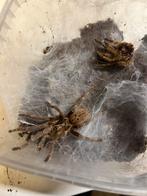 Vogelspin H. Curvipes, Dieren en Toebehoren, Insecten en Spinnen