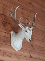 Hertekop, Verzamelen, Dierenverzamelingen, Ophalen, Nieuw, Hert, Gewei of Kop