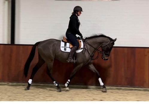 4,5 jarige allround ruin, Dieren en Toebehoren, Paarden, Ruin, 165 tot 170 cm, 3 tot 6 jaar, Springpaard, Gechipt, Ontwormd, Ingeënt