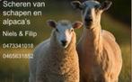 Scheren van schapen en alpaca´s