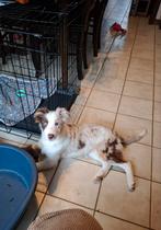 Red merle border collie teefje 4 mnd op boerderij ook ouders, Dieren en Toebehoren, België, 15 weken tot 1 jaar, CDV (hondenziekte)