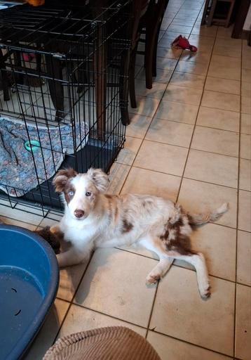 Red merle border collie teefje 4 mnd op boerderij ook ouders beschikbaar voor biedingen