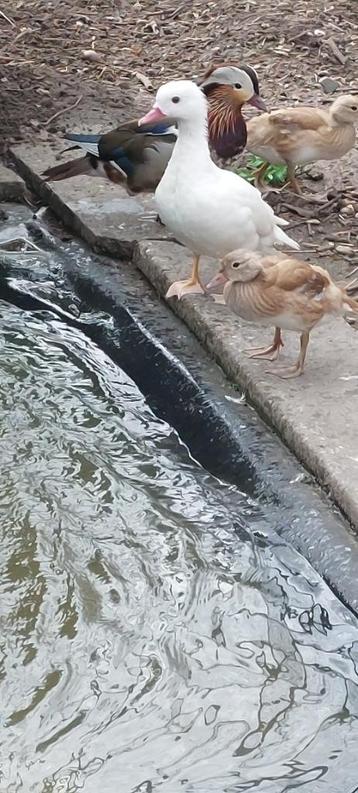 5 mandarijn eenden