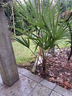 Palmboom, Ophalen, Palmboom