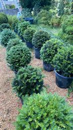 Taxus bol, Ophalen, Taxus