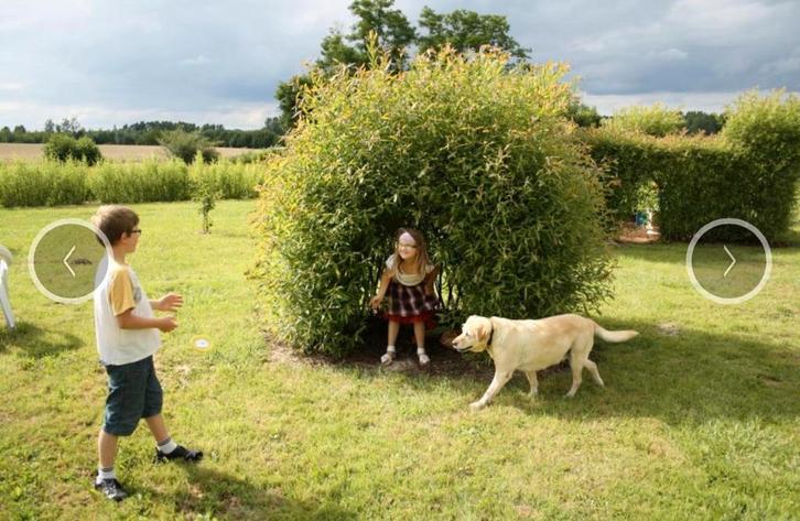 Recherche saule/salix a tailler pour bouture, Tickets & Billets, Loisirs | Jardins zoologiques