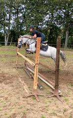 D pony, Dieren en Toebehoren, Ophalen, Zo goed als nieuw, Recreatie