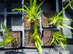 5 planten: Liatris spicata, Vaste plant, Ophalen, Volle zon