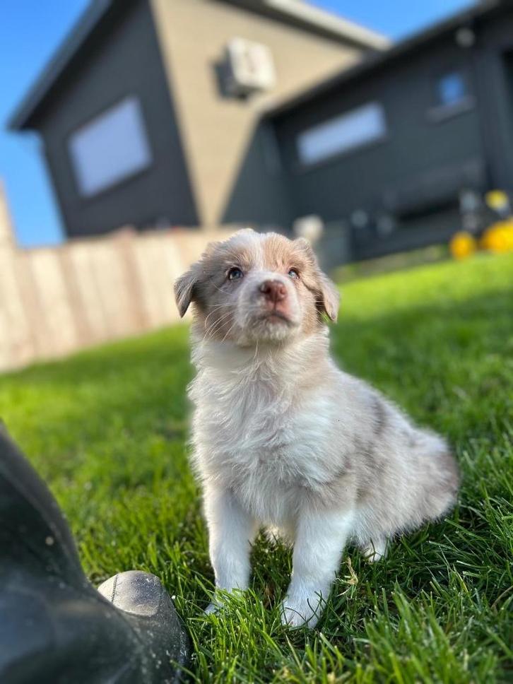 Super leuke border collie pup, Dieren en Toebehoren, Honden | Herdershonden en Veedrijvers, Meerdere dieren, Collie, Fokker | Professioneel