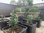 9 stuks Mirte Plantjes / Mirto Bessen, Tuin en Terras, Ophalen of Verzenden, Struik, Minder dan 100 cm