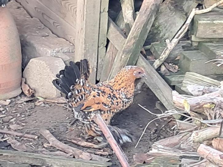 Sabelpootkriel hennen en hanen, Dieren en Toebehoren, Pluimvee, Kip, Meerdere dieren