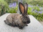 Jonge vlaamse reus, Dieren en Toebehoren, Konijnen