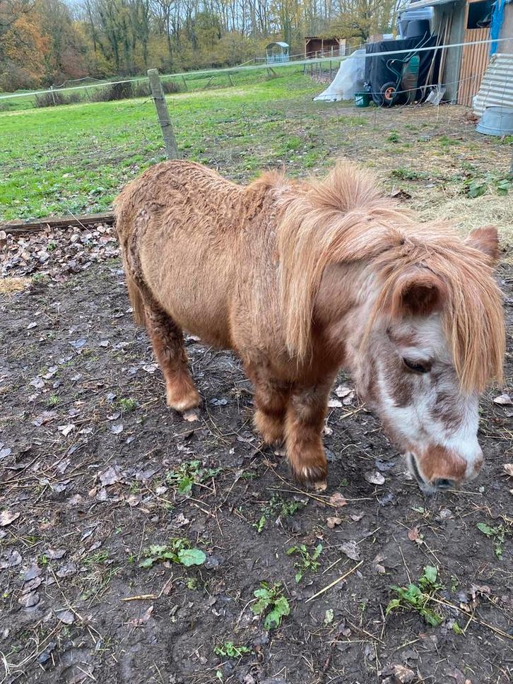 shetlander pony merrie, Dieren en Toebehoren, Pony's, Merrie, Zadelmak, B pony (1.17m tot 1.27m), 11 jaar of ouder, Gechipt, Ontwormd