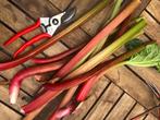 Rabarber zaden - Biologisch - Gratis verzending naar België, Tuin en Terras, Planten | Tuinplanten, Vaste plant, Verzenden, Halfschaduw