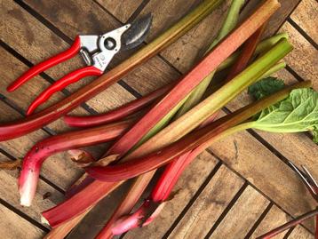 Rabarber zaden - Biologisch - Gratis verzending naar België beschikbaar voor biedingen