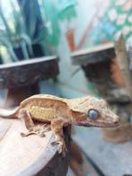 Gecko à crête, Animaux & Accessoires, Lézard, 0 à 2 ans